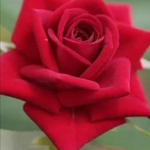 Meet your Posher, Dai